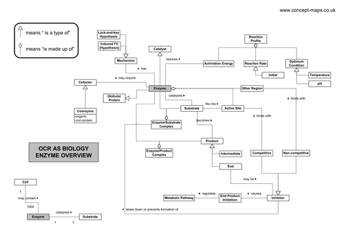 OCR AS Level Biology - Enzyme Overview