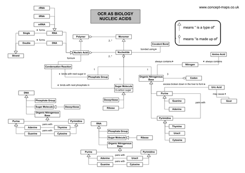 OCR AS Level - Nucleic Acids