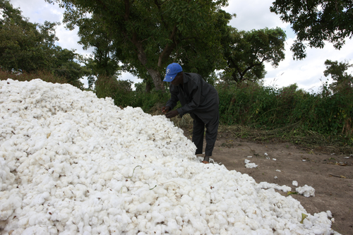 Diadoubala Cotton Harvest 4
