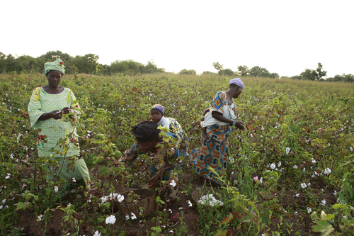 Diadoubala Cotton Picking 3