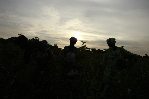 Diadoubala Cotton Picking 4