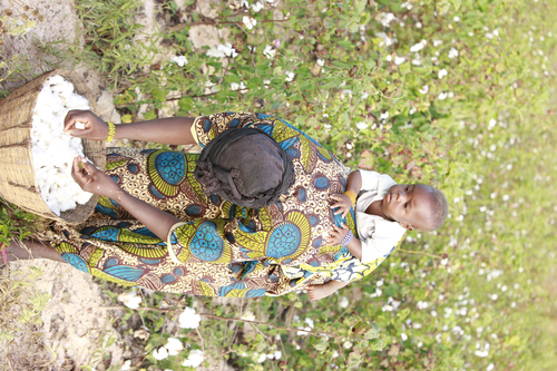 Diadoubala Cotton Picking 18
