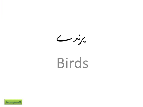 Birds in Urdu