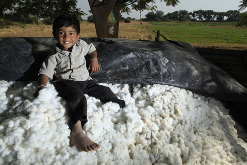India Cotton Farmers 1