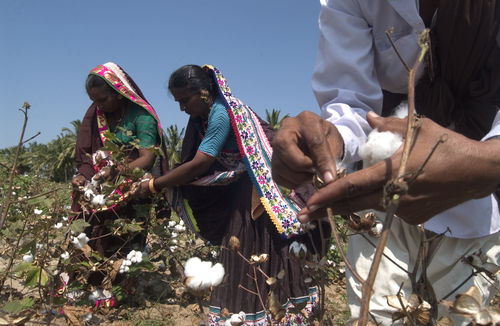 India Cotton Farmers 5
