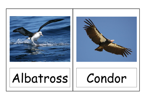 Bird Flashcards