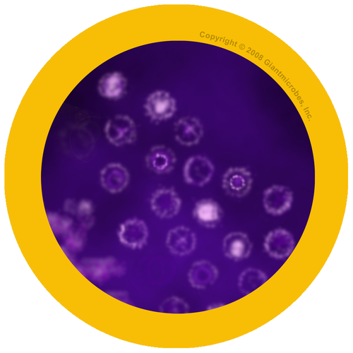 Secondary - Introduction to Microbes: Multimedia