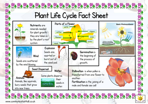 Printables Plant Life Cycle Worksheet life cycle of a plant unit 5b resources by hanben123 teaching double sided fact sheet pdf