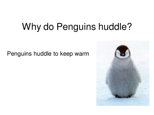 Why do pengiuns huddle?