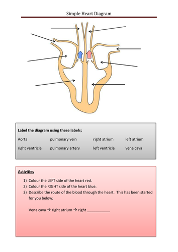 Parts Of The Heart Diagram Worksheet Teaching Resources