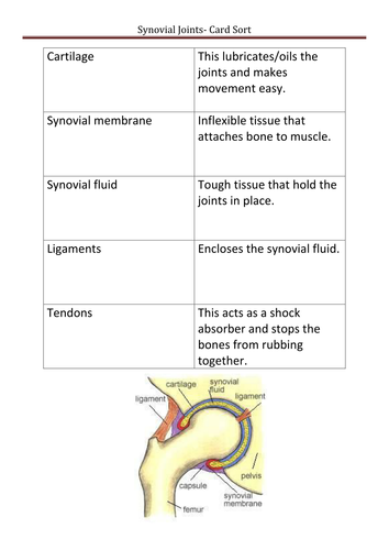 Synovial Joint card sort | Teaching Resources