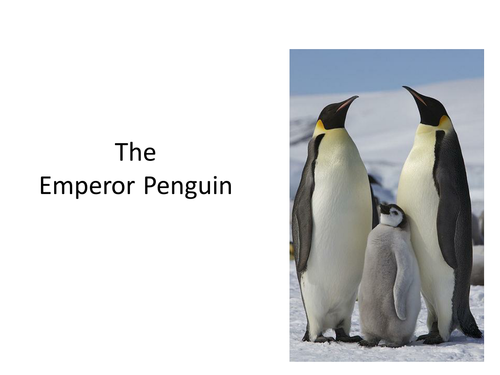 Powerpoint presentation about Emperor penguins