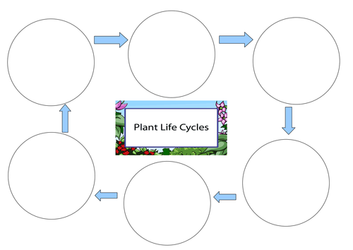 Life Cycle of a Plant Worksheet | Teaching Resources