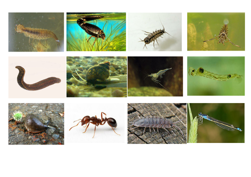 Fact file for freshwater mini-beasts