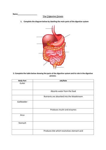 body kindergarten the of for worksheet parts Digestive by  clairemcdowall System worksheet  Teaching