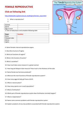 Ks3 Reproduction The Female Reproductive System By Labsalom Uk 9583