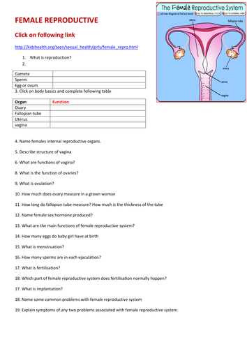 Ks3 Reproduction The Female Reproductive System By L Absalom Uk