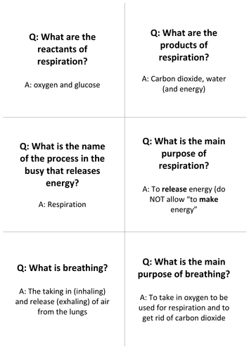 Respiration Question Cards and Loop Game
