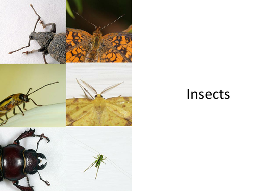 Simple powerpoint about Insects