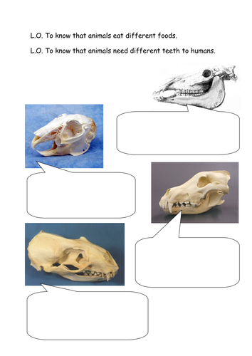 animal worksheet teeth Animal Unit teeth  Eating and by  Jenkate Science Teeth