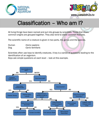 KS3 Ecosystems and Food Webs by JustAddH20 - Teaching Resources - TES