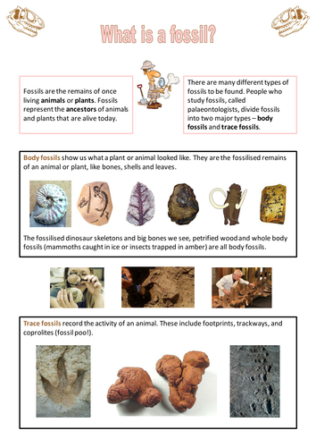 Fossils - factsheet