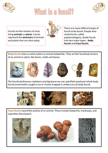 Fossils - factsheet by neanderthalchick - Teaching Resources - Tes