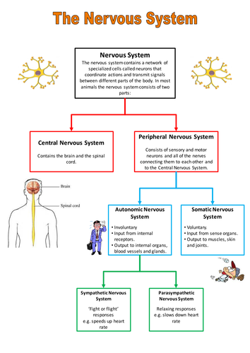 Nervous system - factsheet