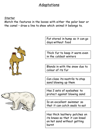 Adaptation and Food Webs: Lesson and Activities