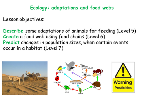 Food Webs Cardsort Activity Iwb Powerpoint Teaching Resources