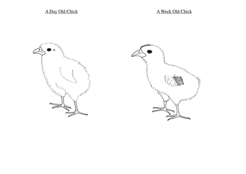 Comparing chicks