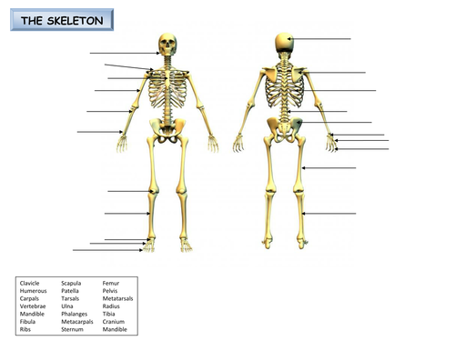 Label the skeleton