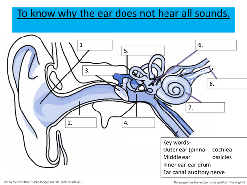 bones worksheet 4th grade