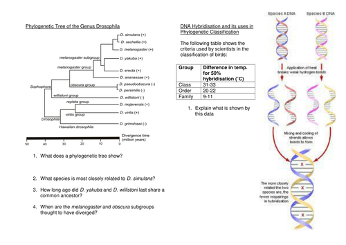 Phylogenetics/DNA Hybridisation worksheet