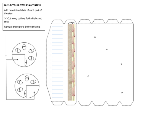 Build your own plant stem