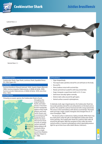 cookiecutter shark  teaching resources