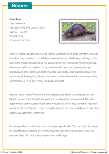 Beaver - Comprehension