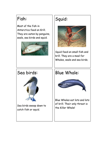 Antarctica wildlife/food chain info cards