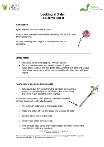 Microscopy - looking at xylem & specialised cells