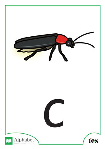 The Letter C - Nocturnal Animals Theme