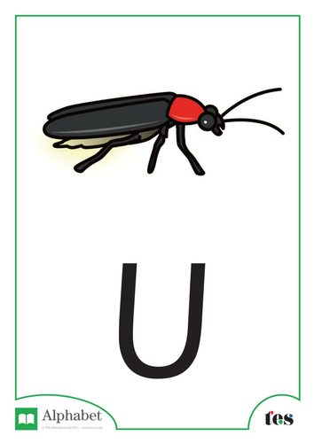 The Letter U - Nocturnal Animals Theme