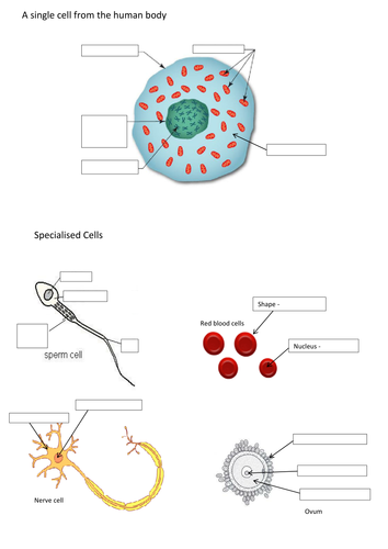 Human Cells To Label Worksheet Teaching Resources