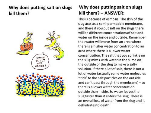 Osmosis discussion questions KS4