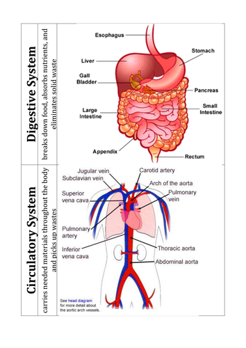 Tissues, Organs and Organ Systems