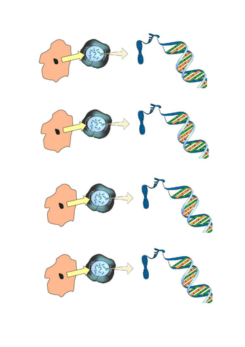 DNA Extraction Worksheets | Teaching Resources