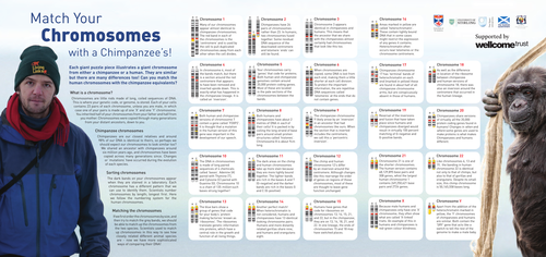 Chimpanzee and Human Chromosomes – learning pack
