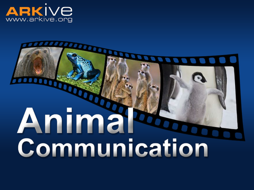 Animal Communication | Teaching Resources