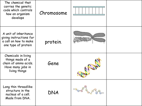 OCR-B1 1st lesson genes, chromosomes and DNA | Teaching Resources