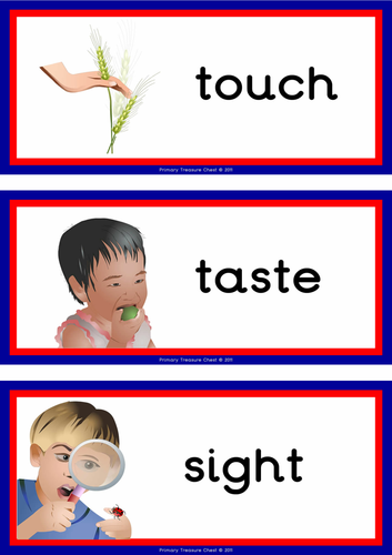 Our Five  Senses  Flashcards