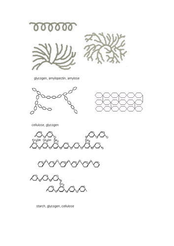 Lipids Lesson with modelling | Teaching Resources